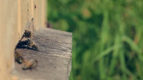 Bees take off for work from a beehive and come back with nectar. Видео 80129568