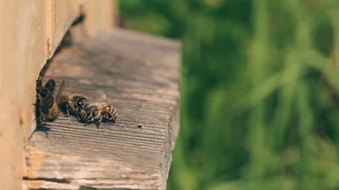 Bees take off for work from a beehive and come back with nectar. Video stock 80129575