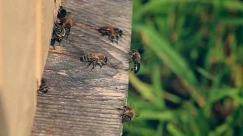 Bees take off for work from a beehive and come back with nectar. Video stock 80129684