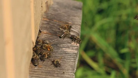 Bees take off for work from a beehive and come back with nectar. Video stock 80129690