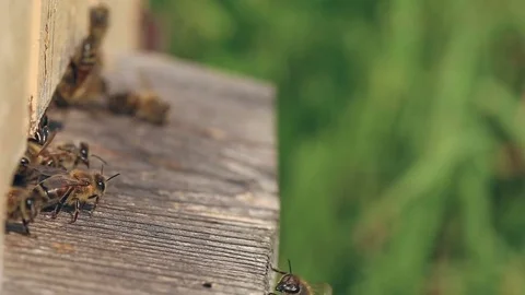 Bees take off for work from a beehive and come back with nectar. Video stock 80129769