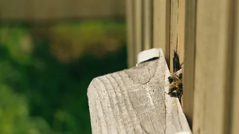 Bees take off for work from a beehive and come back with nectar. Video stock 80129818
