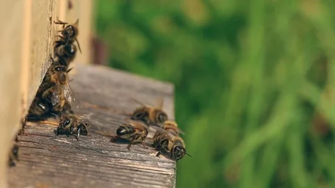 Bees take off for work from a beehive and come back with nectar. Video stock 80129842