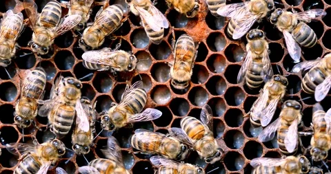 Bees taking care of larvae on a honeycomb with honey Stock Footage 100540974