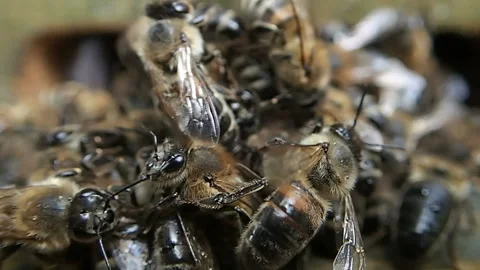 Bees tangle under rain Stock-Footage 104716352