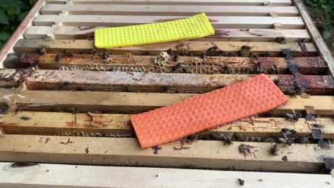 Bees in their box. Stock Footage 256670827