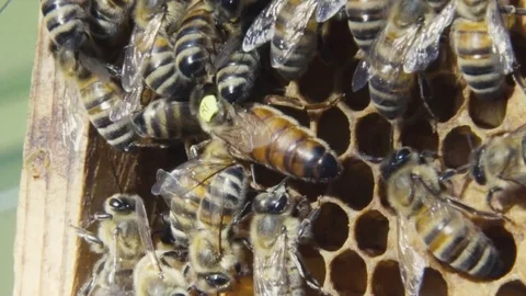 Bees on their honeycomb Vídeos de archivo 84757640