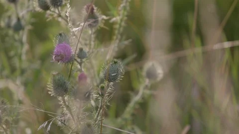 Bees on a thistle blowing in the breeze Stock Footage 86694475