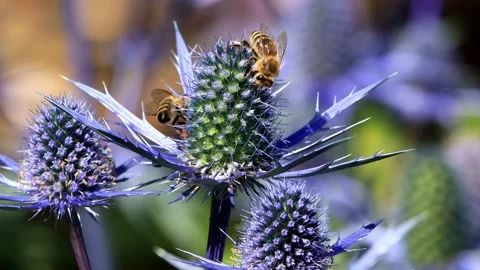 Bees on thistle blue flower Stock Footage 201616418