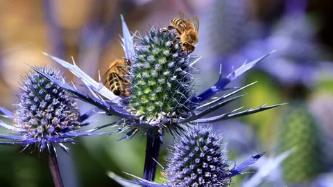 Bees on thistle blue flower Stock Footage 201616470