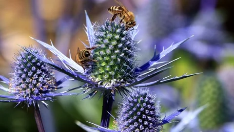 Bees on thistle blue flower Stock Footage 215017785