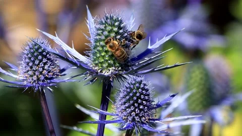 Bees on thistle blue flower, zoom in Stock Footage 194541714