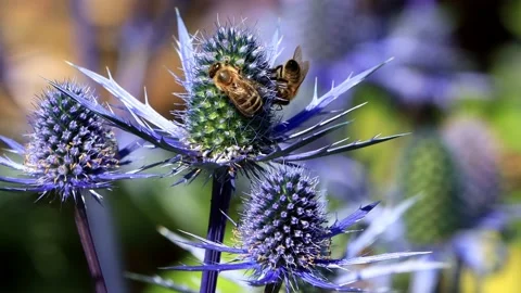 Bees on thistle blue flower, zoom in Stock Footage 196965772