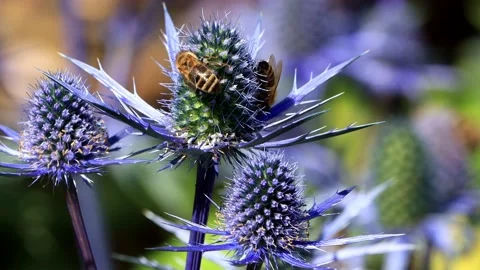 Bees on thistle blue flower, zoom in Stock Footage 202204330