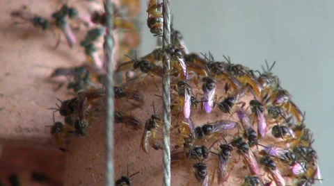 Bees together Vídeos de archivo 45869529