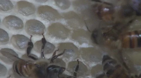 Bees together inside a beehive Vídeos de archivo 45628667