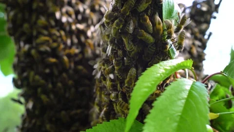 Bees on a tree branch close. A huge number of bees on a cherry tree branch. Stock Footage 196145324