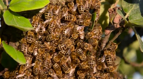Bees on tree Stock Footage 63372866