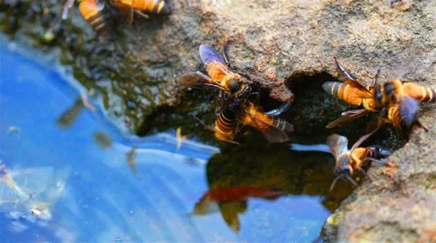 Bees in tropical forest in Asia. Stock Footage 50449444