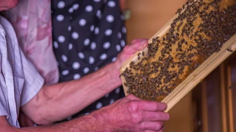 Bees on a vector in a beehouse Stock Footage 54417497