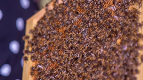 Bees on the vector Stock Footage 54419049