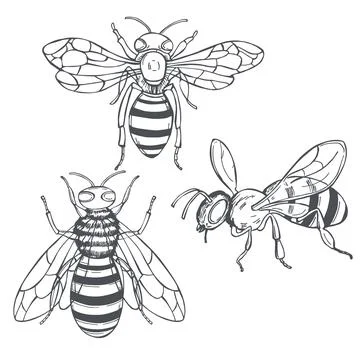 Bees .Vector   illustration. Stock Illustration