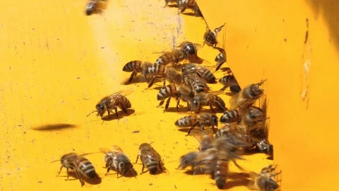 Bees ventilate the beehive during a hot summer day Stock Footage 89135684