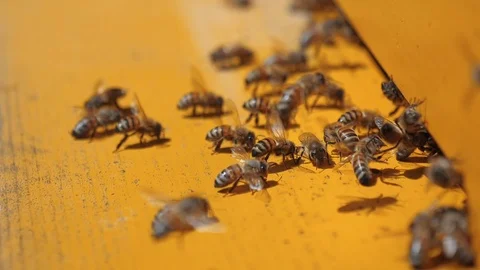 Bees ventilate the beehive during a hot summer day Stock Footage 89135938
