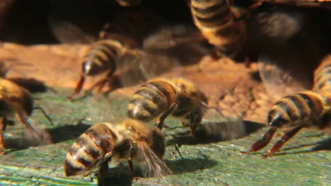 Bees ventilate the hive Stock Footage 86421882