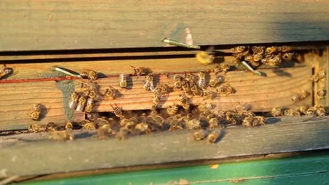 Bees ventilate the hive with their wings Stock Footage 74728988