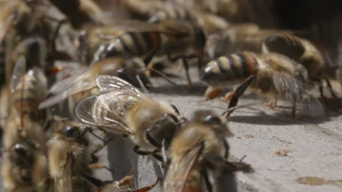 Bees ventilating hive entrance with their wings Stock Footage 307576877
