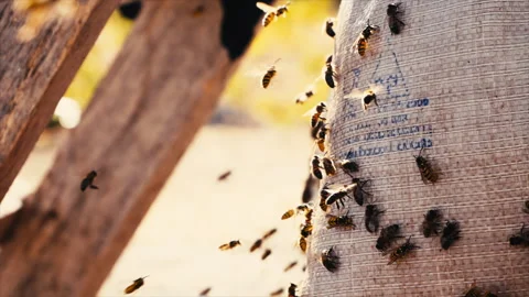 Bees at Vineyard extreme slow motion 스톡 동영상 262160293