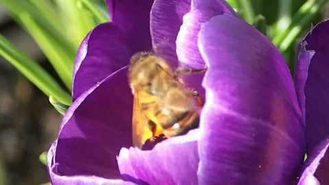 Bees visit a flower one after another Stock Footage 125333114