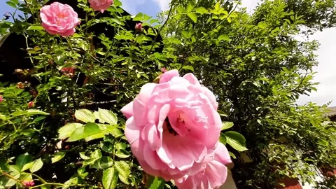 Bees Visit Tea Roses in a Garden During Daytime in Summer Stock Footage 345365189