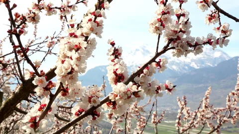 Bees visiting blossoms of apricot trees in orchard with snowy Swiss Alps in back Stock Footage 346791295