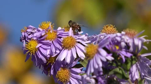 Bees visiting flowers, natural pollination Vidéo 51950865