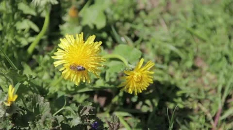 Bees visits dandelion Vidéo 11317516