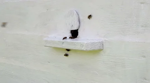 Bees wake Stock Footage 53075296