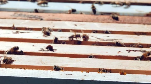 Bees walk on evidence 動画素材 40367399