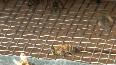 The bees walk on the metal frame Stock Footage 141976485