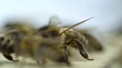 Bees Walking on Beehive Stock Footage 79406376