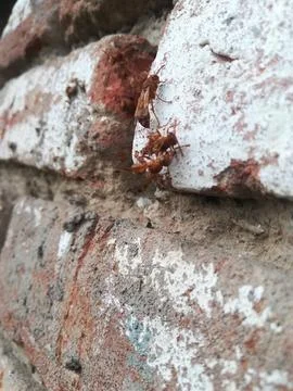 The bees on the wall Stock Photos