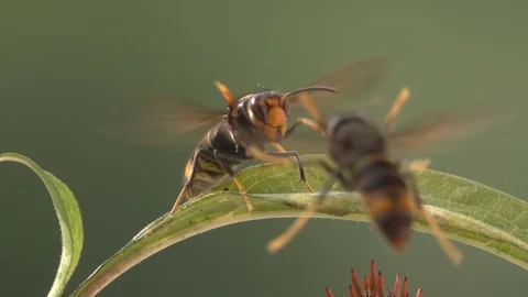 Bees wasps funny clash Stock Footage 79934304