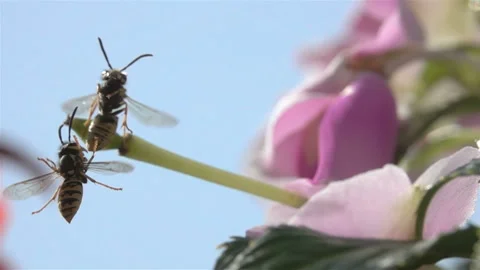 Bees Wasps funny encounter Stock Footage 153235179