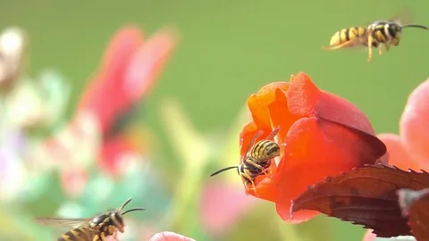 Bees Wasps on orange flower Stock Footage 127637017