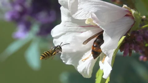 Bees Wasps, pollinators on white flower, hibiscus Stock Footage 140031204