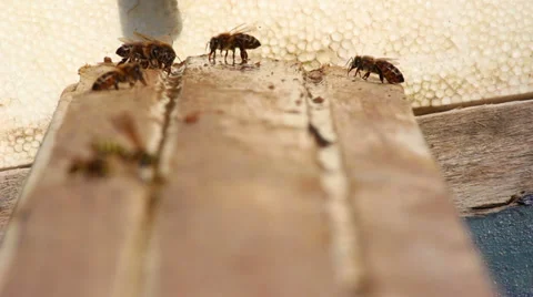 Bees, water Video stock 30951361