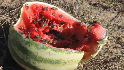 Bees on watermelon. Stock Footage