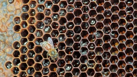 Bees on a wax comb with bee and honey Stock Footage 304648141