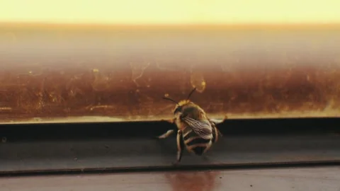 The bees were trapped in the window Stock Footage 166080834